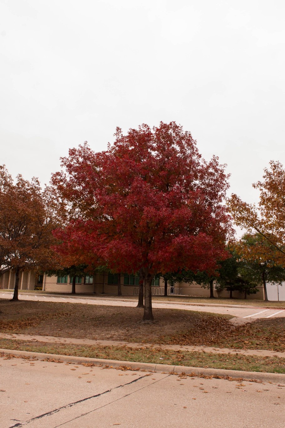 Quercus palustris желуди