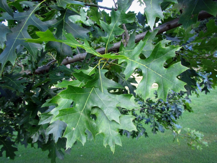 Дуб Шумарда shumardii