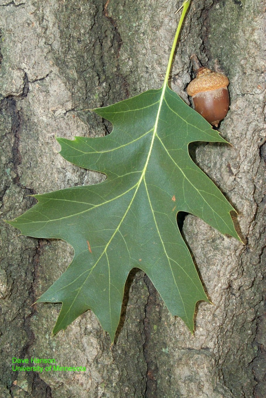 Дуб красный Quercus rubra желуди