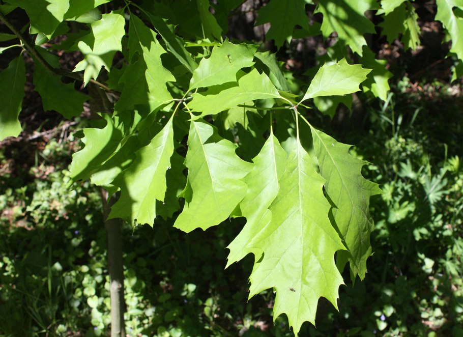 Дуб шарлаховый Quercus coccinea