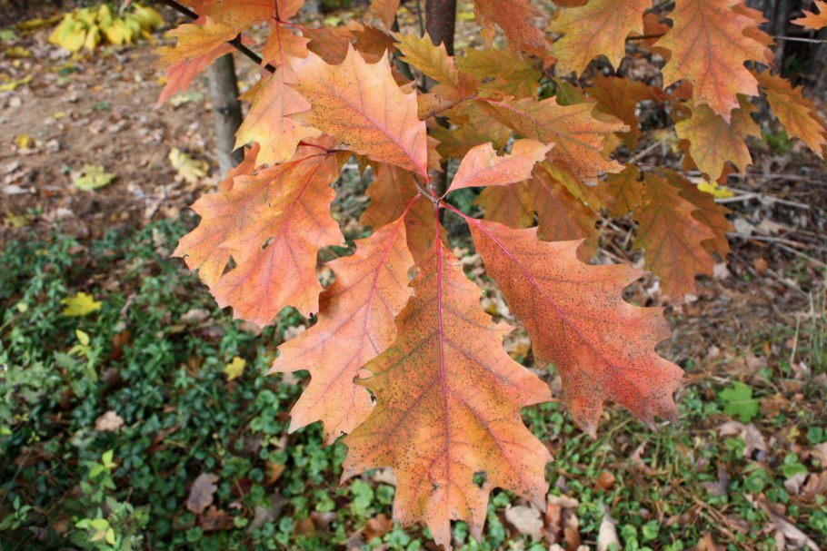 Quercus castaneifolia ареал