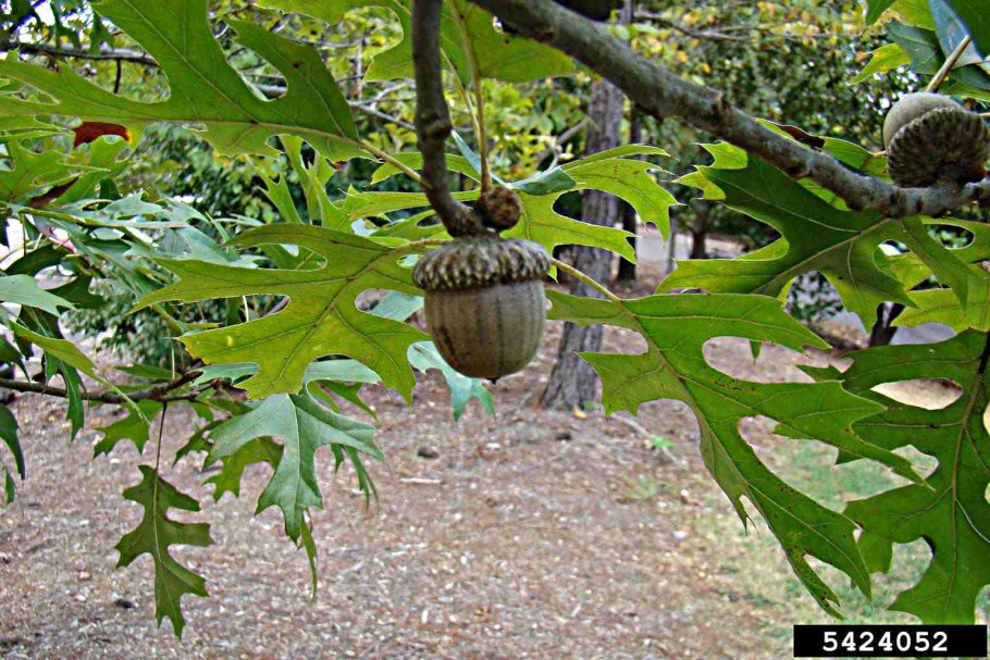 Quercus shumardii