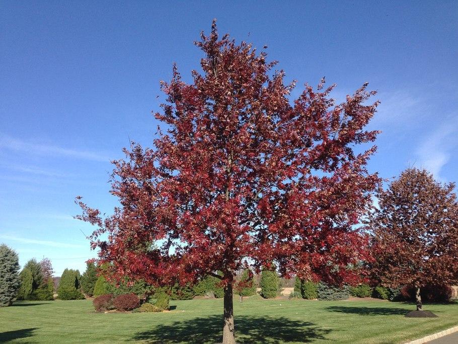 Quercus coccinea плоды желуди