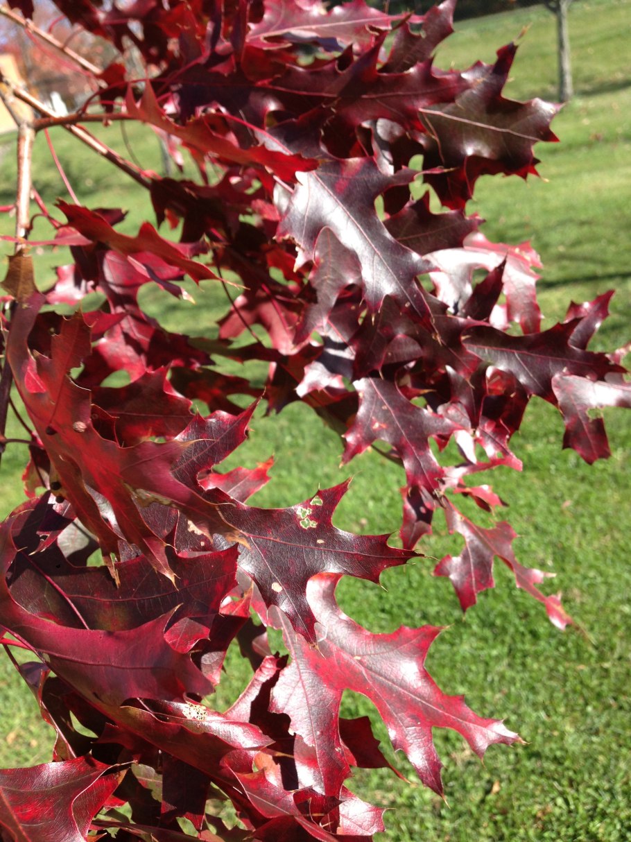 Дуб шарлаховый Quercus coccinea