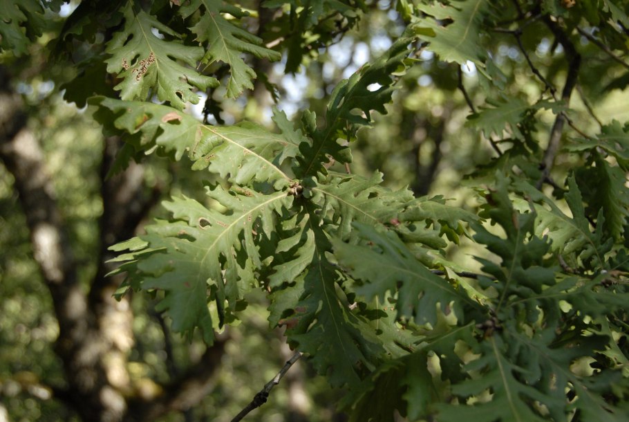 Quercus infectoria oliv. - Дуб красильный