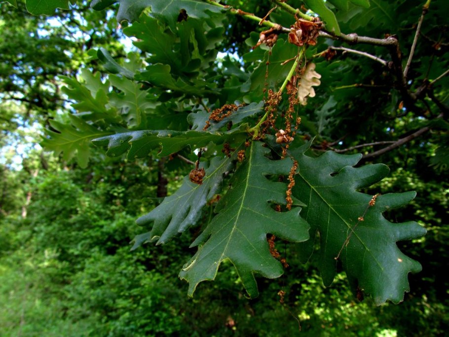 Листья дуба Шумарда