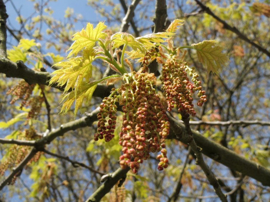 Царь дуб в Воронеже