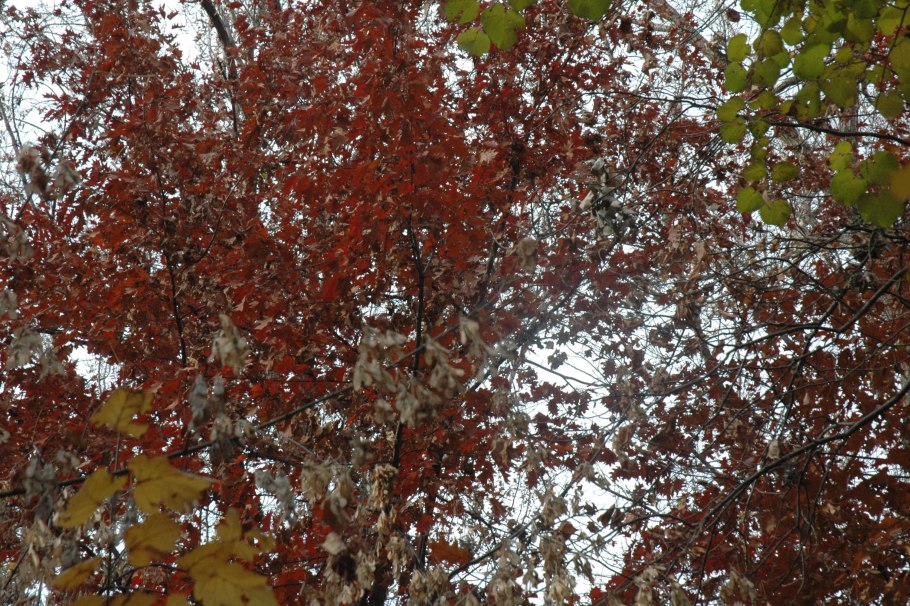 Дуб Шумарда саженцы