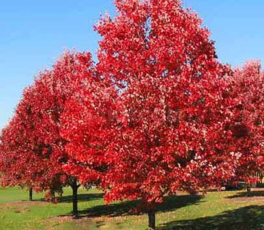 Клен красный acer rubrum