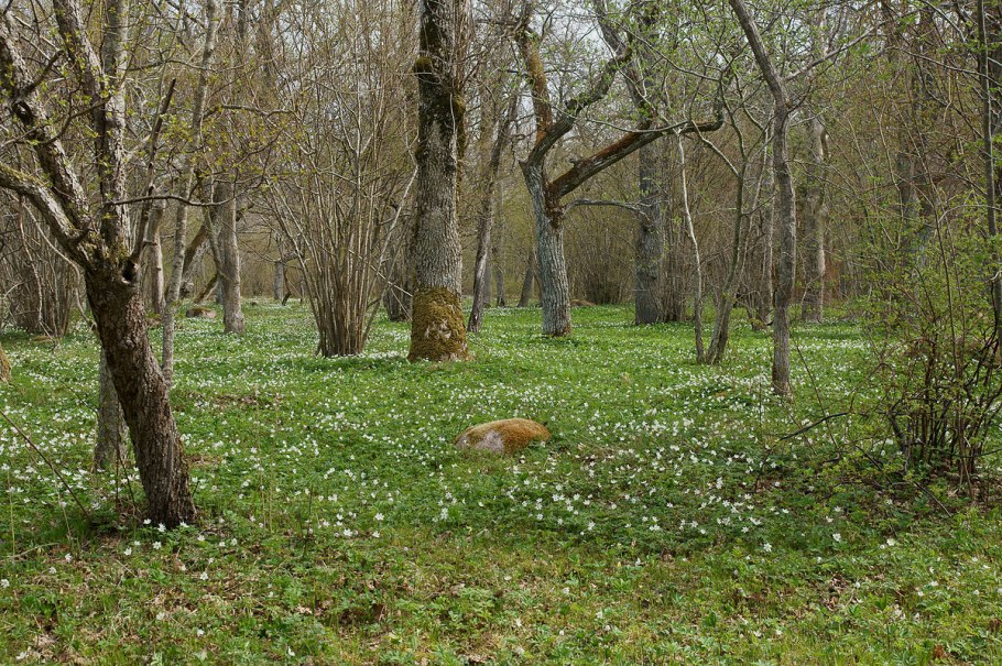 Самый старый дуб в Татарстане