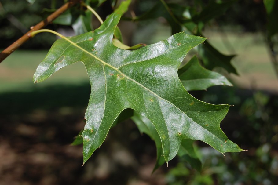 Куэркус палюстрис