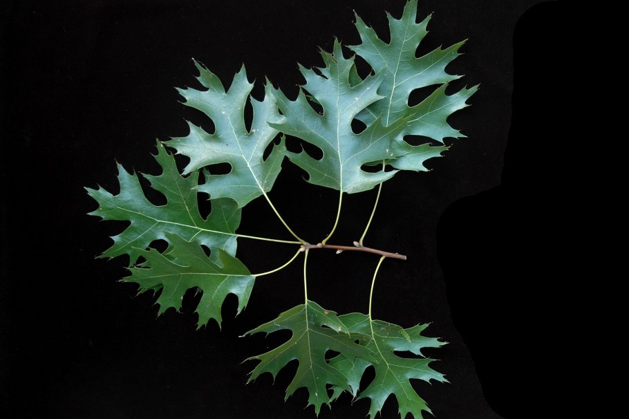 Самые распространенные деревья Новосибирска