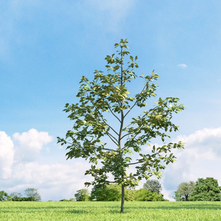 Evermotion березы