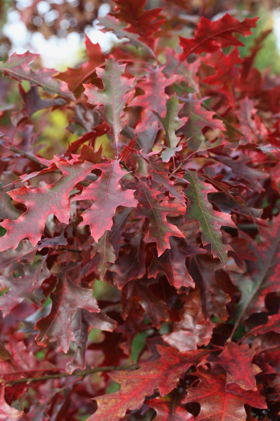 Дуб шарлаховый Скарлет
