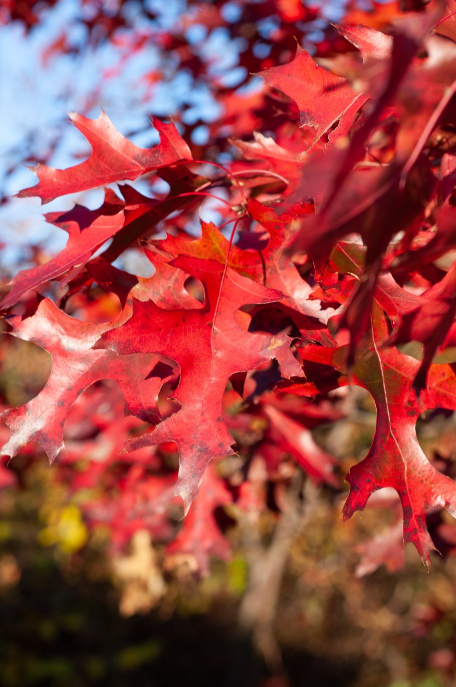 Дуб шарлаховый Quercus coccinea