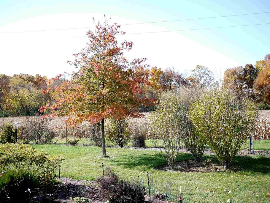 Дуб красный Рубра