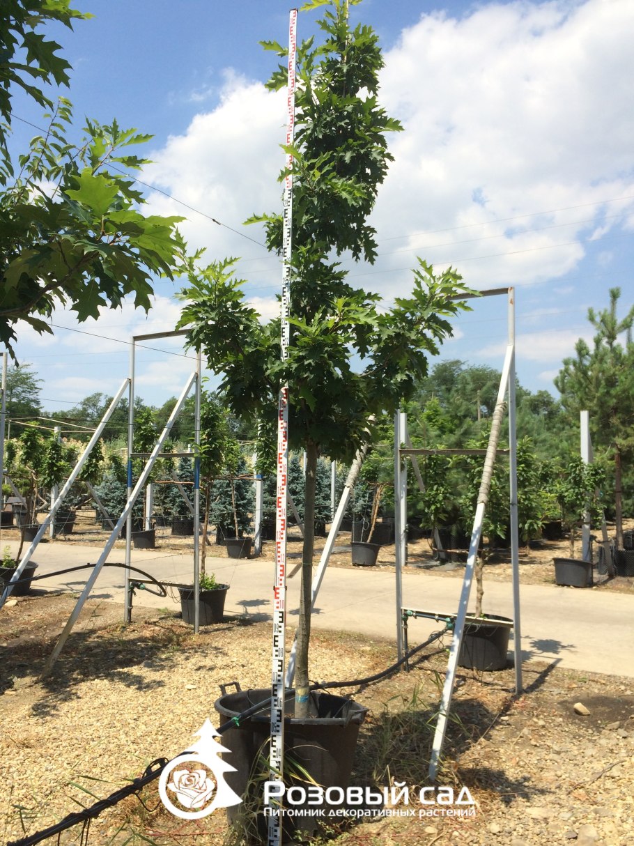 Дуб красный куст