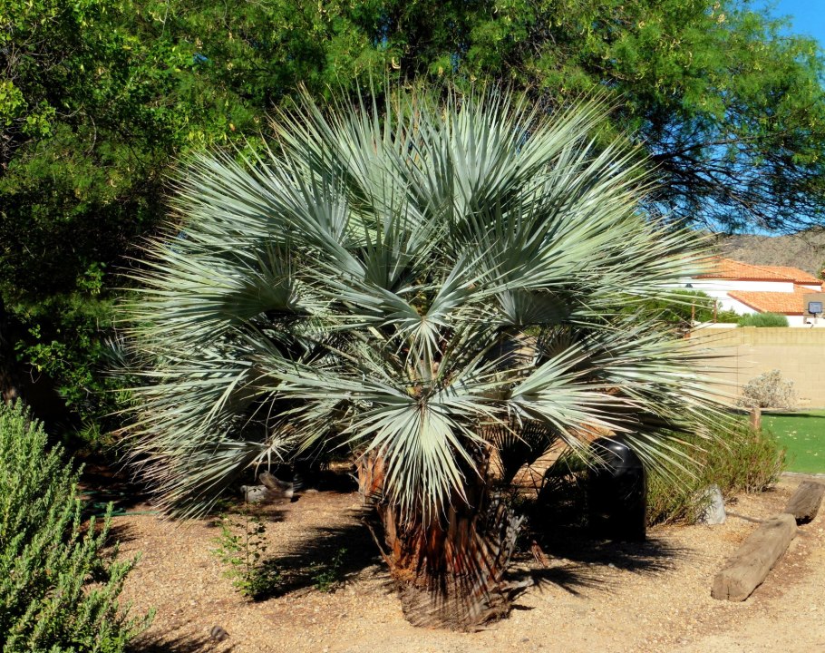 Брахея Пальма комнатная