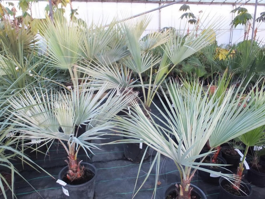 Брахея Пальма