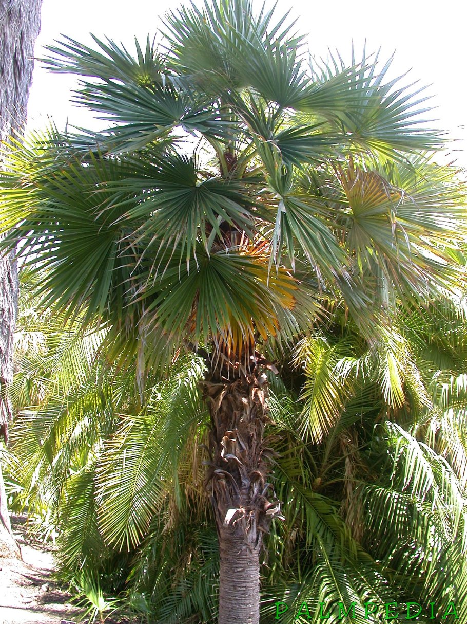 Пальма Брахея Армата