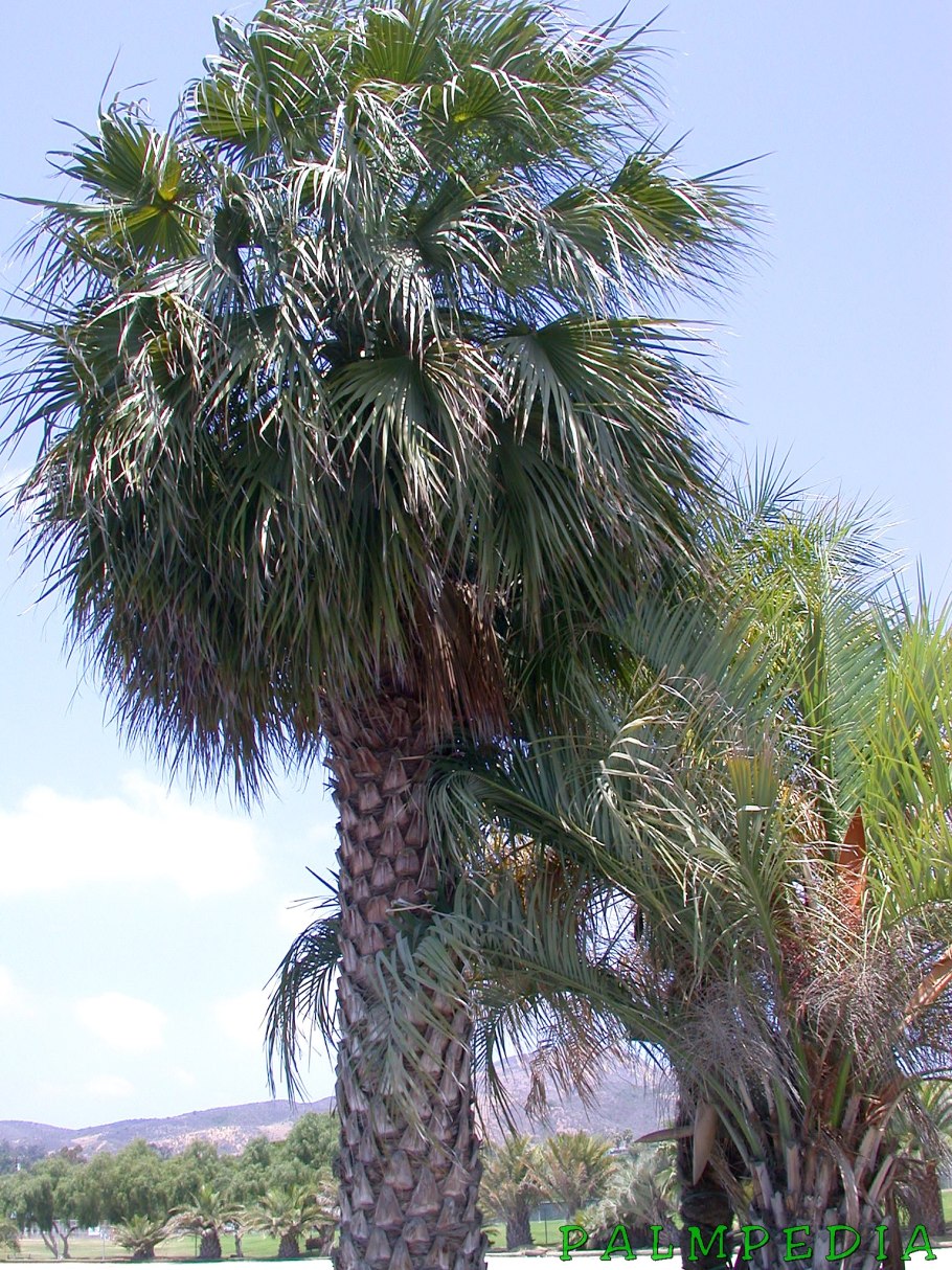 Брахея Пальма комнатная