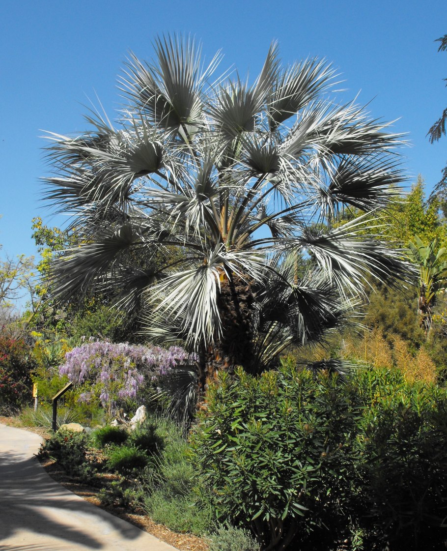 Пальма Эритея голубая