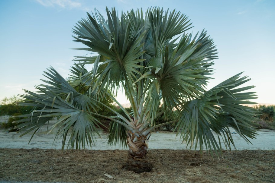 Брахея Пальма