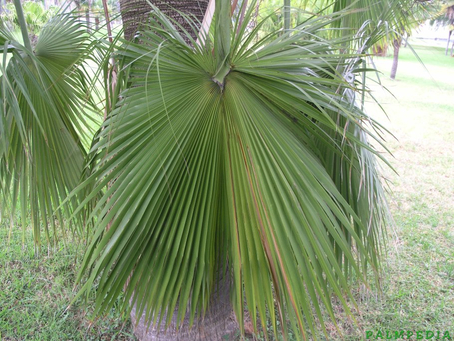 Пальма Брахея Армата