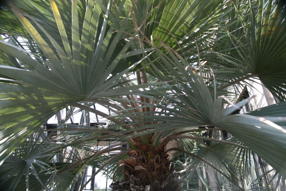 Брахея Пальма