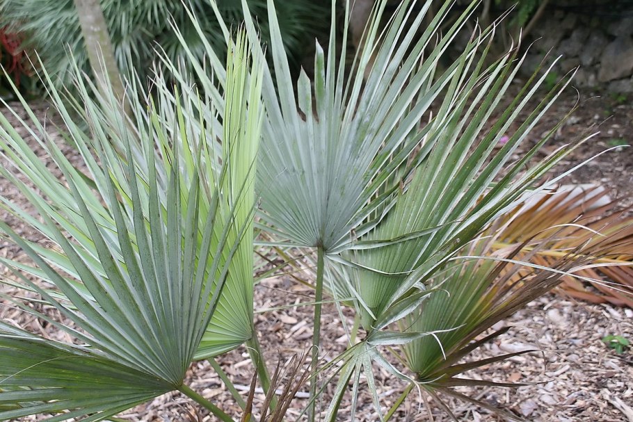 Брахея Пальма