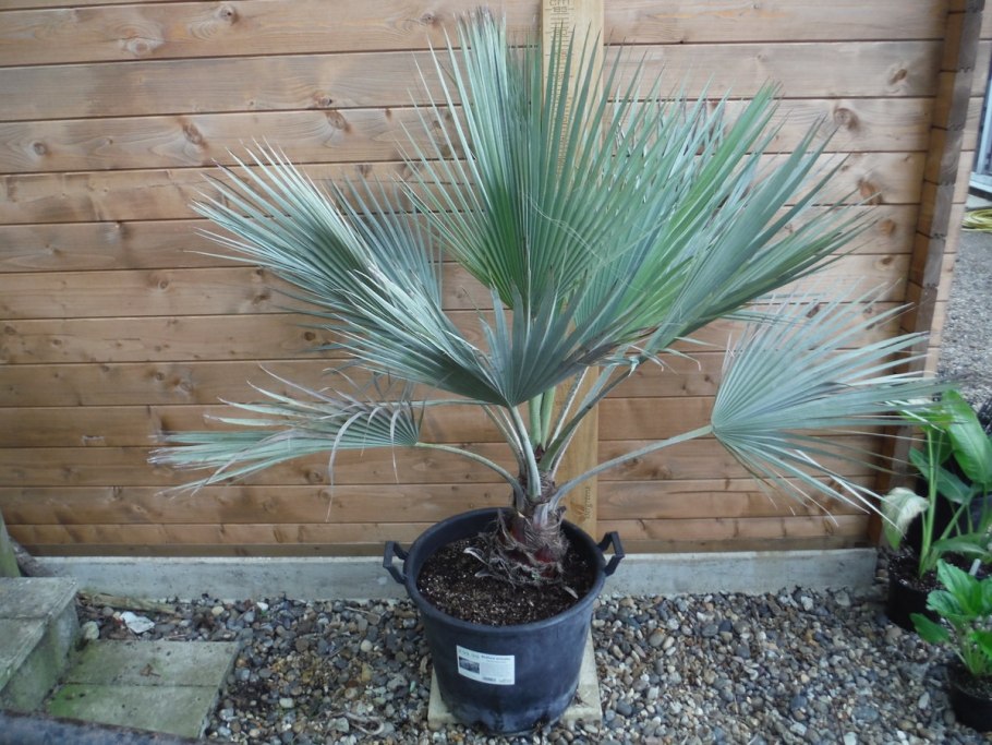 Брахея Пальма