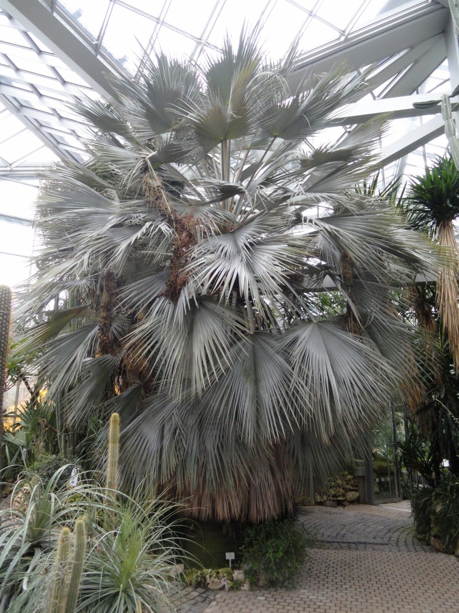 Семена пальмы Брахея