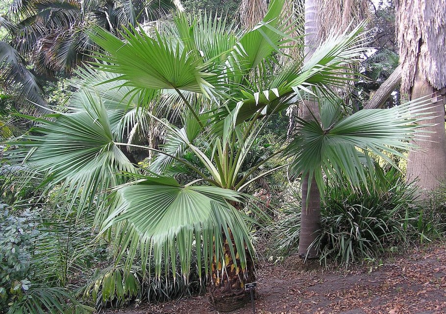 Голубая Пальма купить