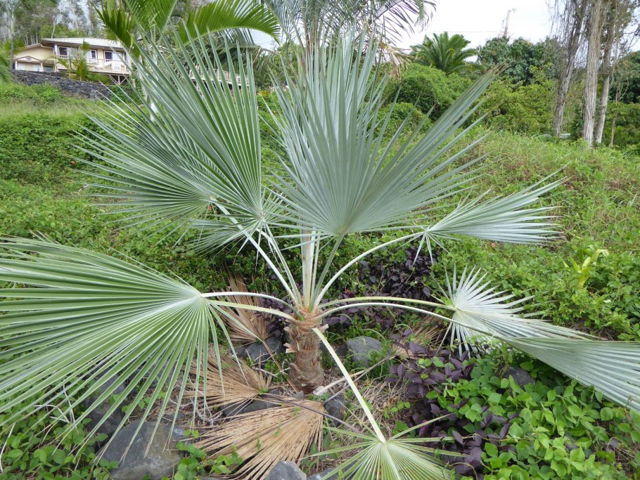 Брахея Пальма комнатная