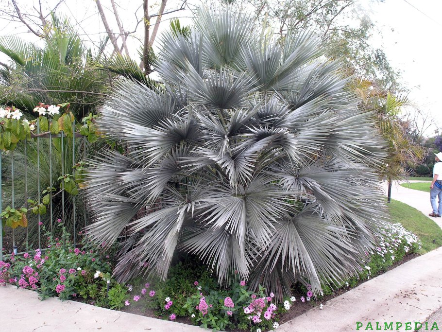 Плоды пальмы Брахея