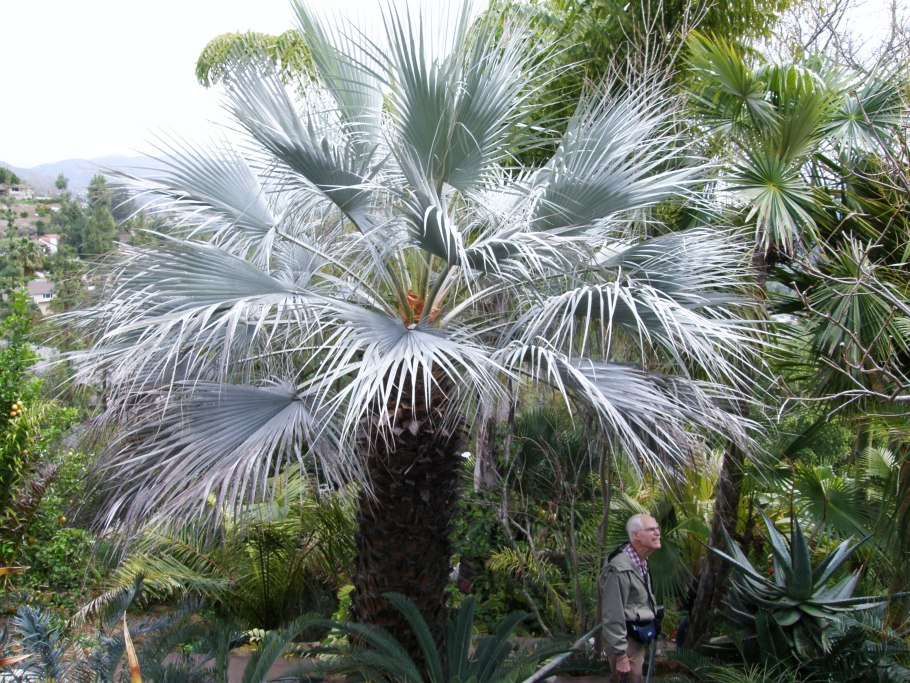 Брахея Пальма цветет