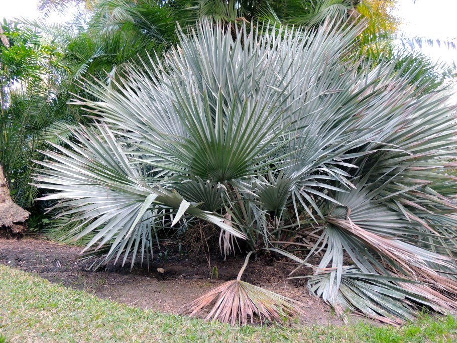 Брахея Брандеги