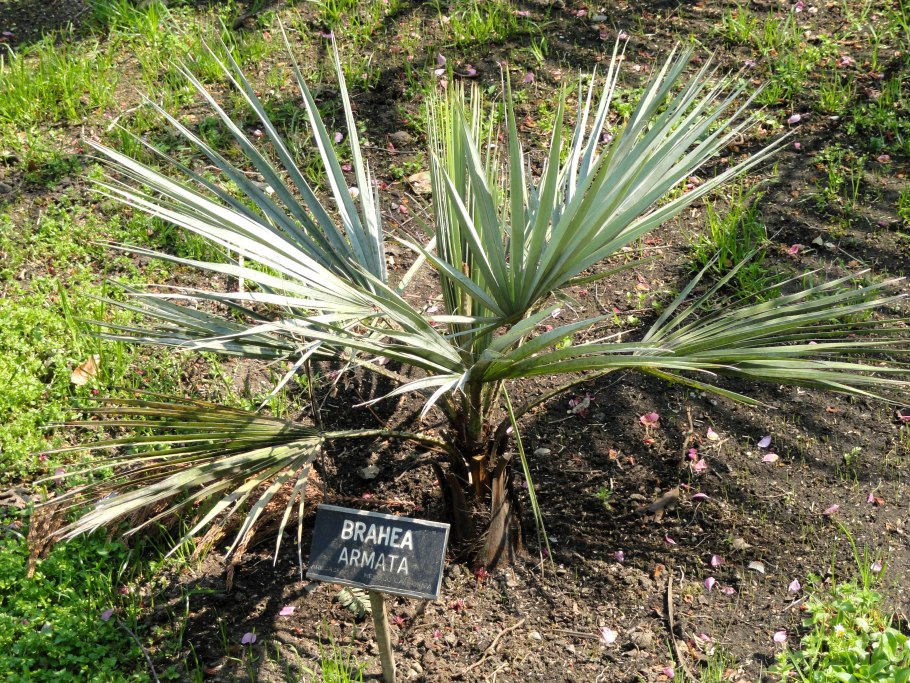 Комнатная Пальма Бахрея