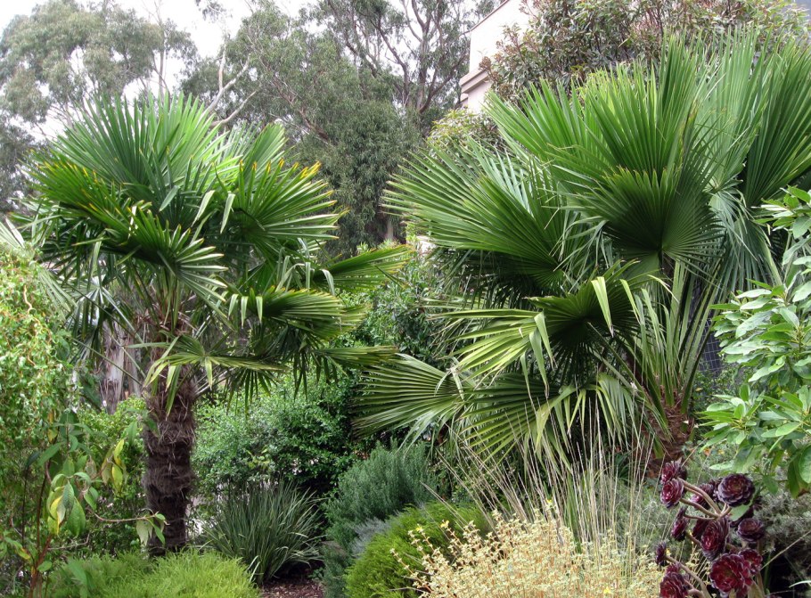 Семена пальмы Брахея