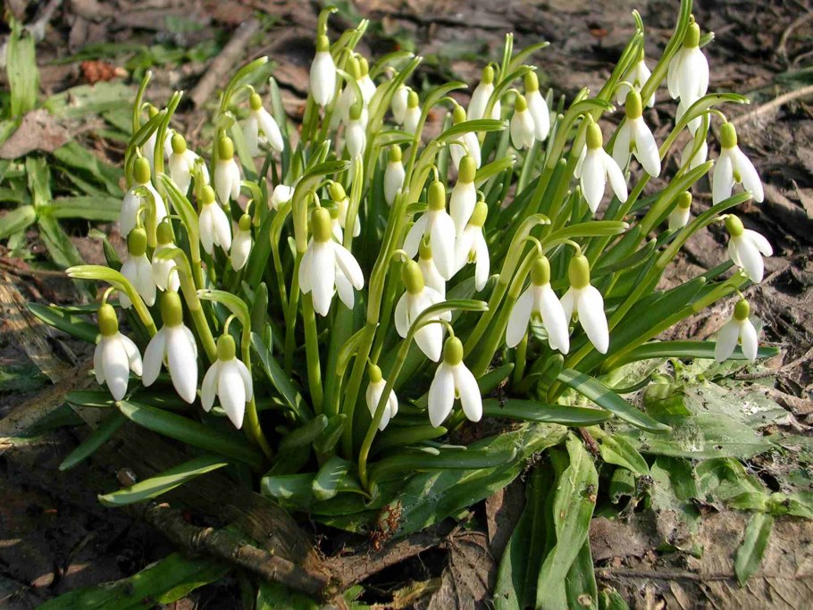 Galanthus lagodechianus