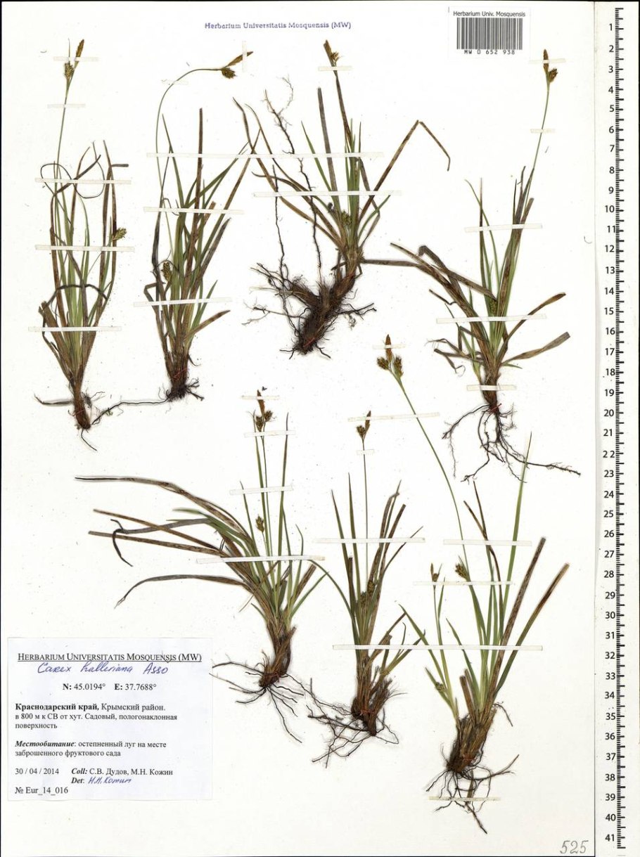 Подписанная Осока