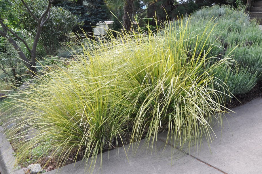 Осока трясунковая - Carex brizoides