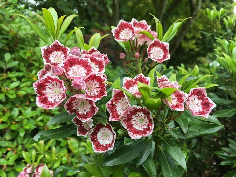 Кальмия широколистная Kalmia latifolia