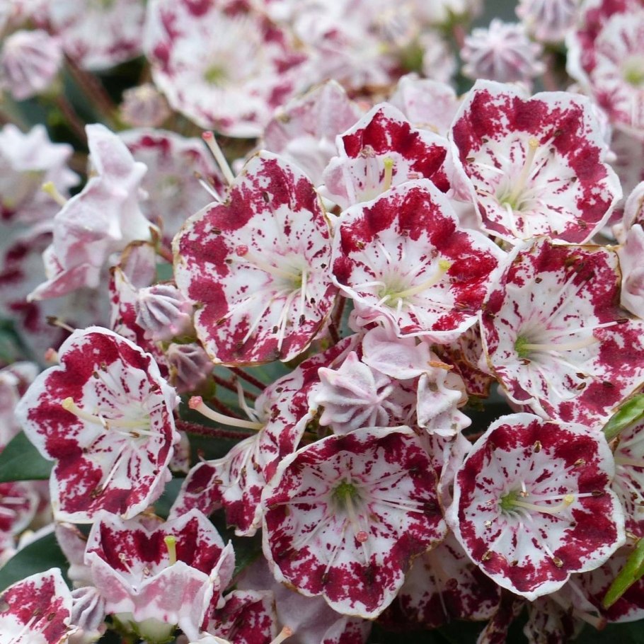 Кальмия широколистная Kalmia latifolia