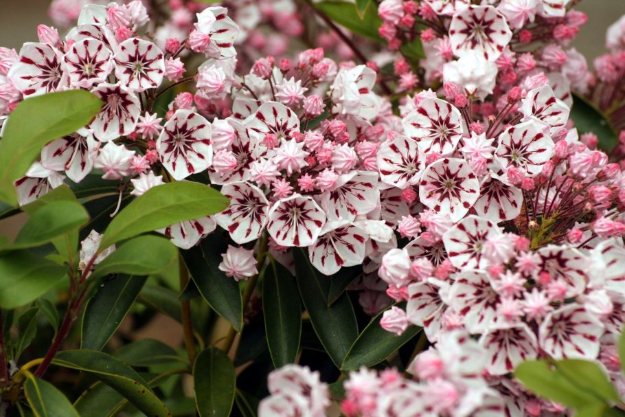 Кальмия широколистная Летшмин