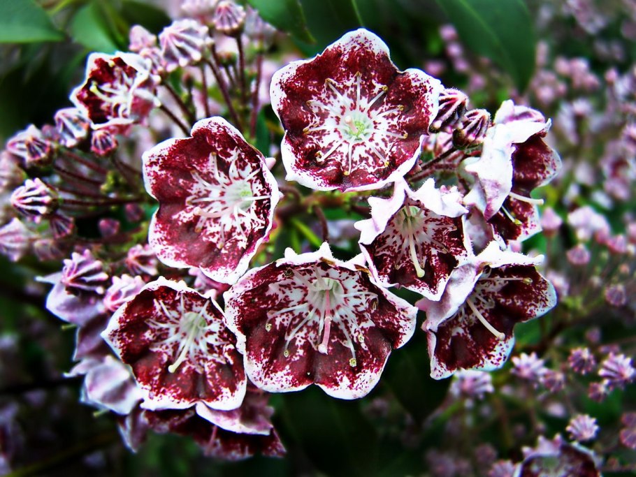 Кальмия широколистная Калейдоскоп