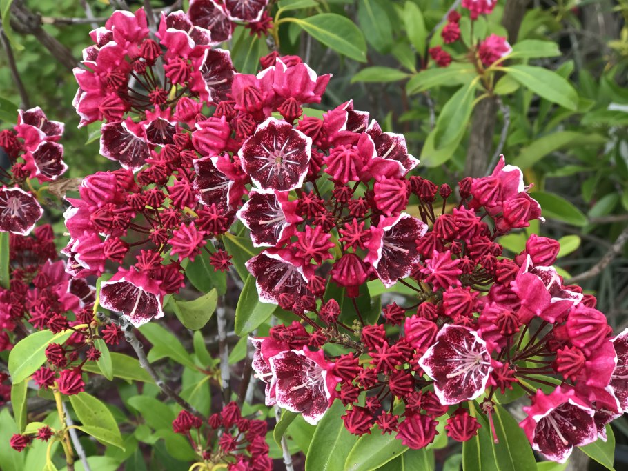 Кальмия широколистная Миттернахт