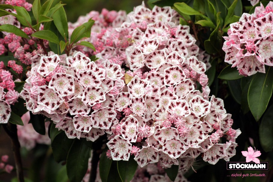 Кальмия куст