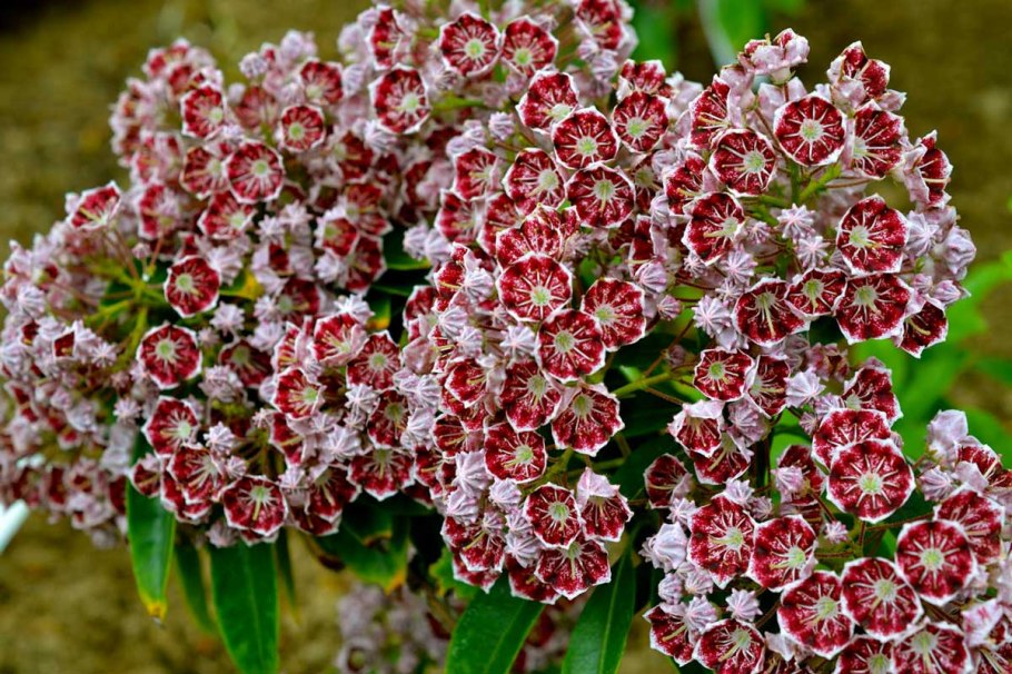 Кальмия широколистная Kalmia latifolia