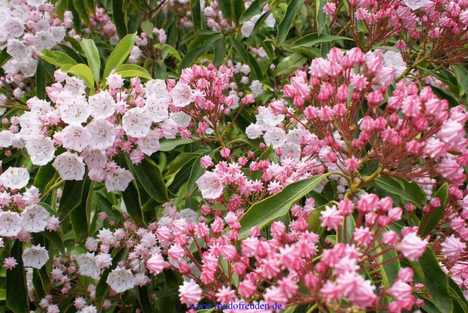 Кальмия широколистная Kalmia latifolia